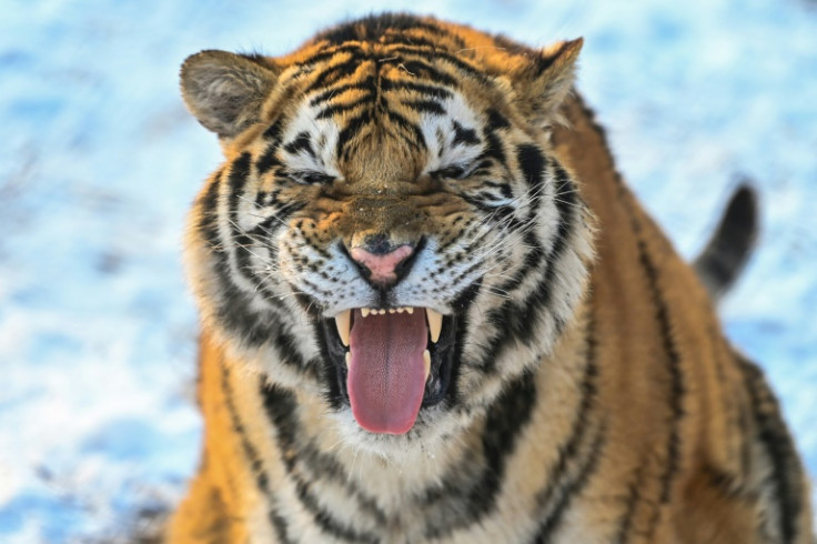 The study adapted a human personality test to explore tiger traits such as confidence, sincerity, bullying and savagery in tigers in China