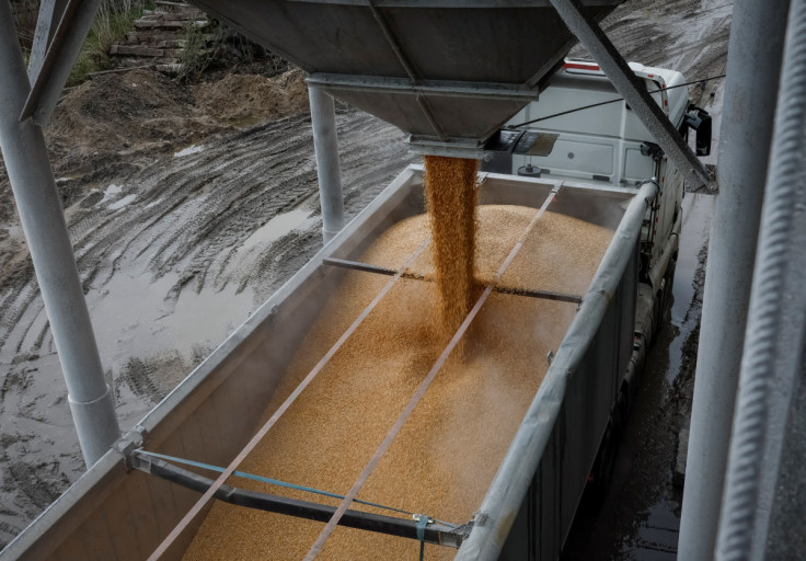 A load of corn is poured into a truck, at a grain storage facility in the village of Bilohiria