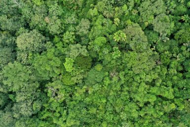 The new research suggests that leaf death could become a new factor in the predicted "tipping point" where tropical forests transition due to climate change and deforestation into savannah-like landscapes.