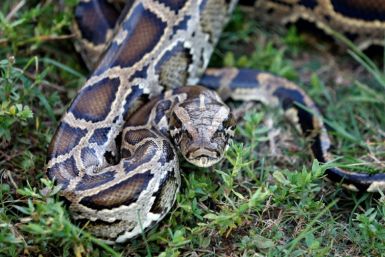 The Florida Everglades is teeming with the destructive offspring of erstwhile pets and house plants, including the Burmese python