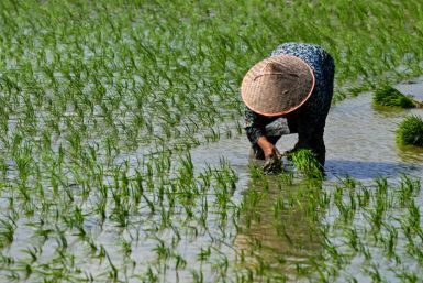 While global food prices eased in August, those of rice rose 9.8 percent compared to the previous month