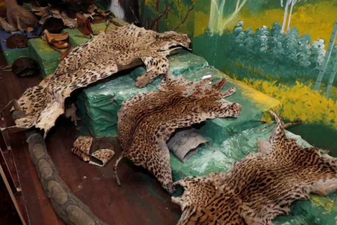 Owning furs and stuffed wild animals, as well as live ones, is a status symbol among drug traffickers