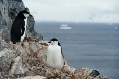 Chinstrap penguins (Pygoscelis antarcticus), named for the thin black band of plummage that extends from ear to ear, may be the most abundant species of penguin