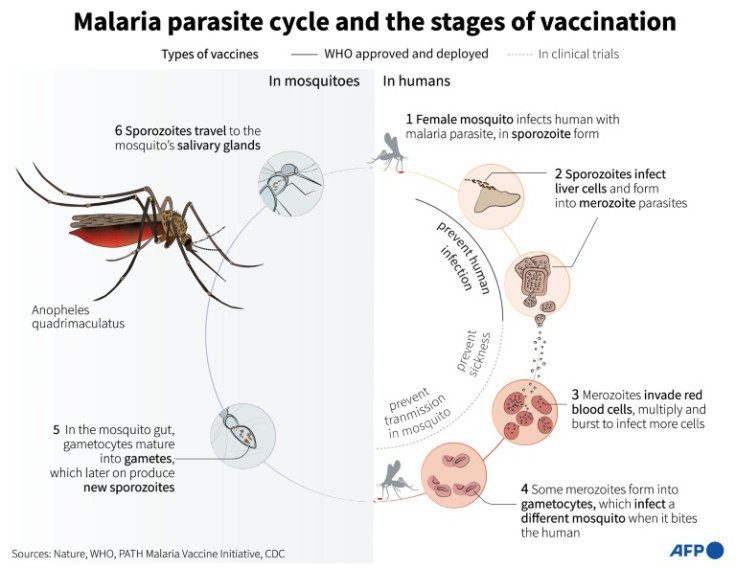 Explainer on the malaria parasite cycle and the types of vaccines available and what they do